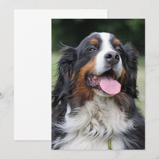 Berner Berner Hond Verjaardag Kaart (Voorkant / Achterkant)