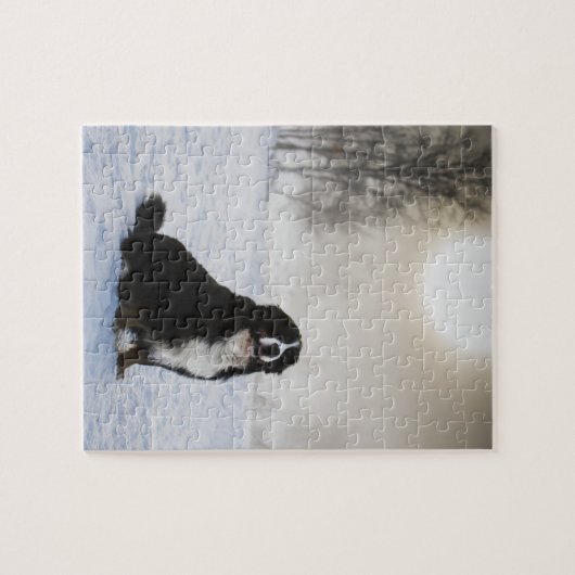 Berner Hond in de sneeuw Legpuzzel (Horizontaal)
