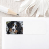 Berner Hond Puppy Tweede Etiket (Insitu)