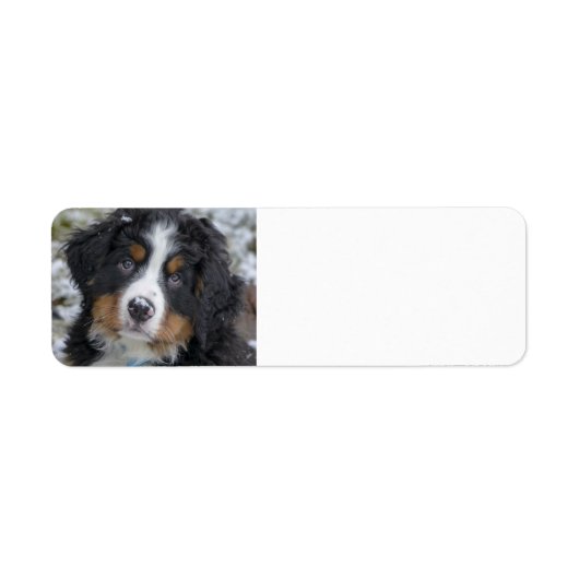 Berner Hond Puppy Tweede Etiket (Voorkant)