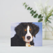 Berner Mountain Dog - Leuke Puppy Foto Briefkaart (Staand voorkant)