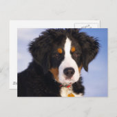 Berner Mountain Dog - Leuke Puppy Foto Briefkaart (Voorkant / Achterkant)