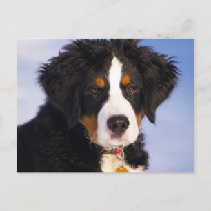 Berner Mountain Dog - Leuke Puppy Foto Briefkaart