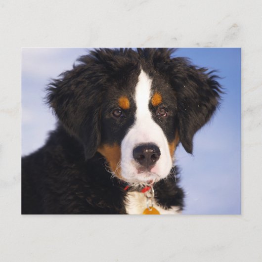 Berner Mountain Dog - Leuke Puppy Foto Briefkaart (Voorkant)
