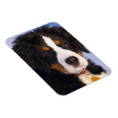 Berner Mountain Dog - Leuke Puppy Foto Magneet (Rechterzijde)