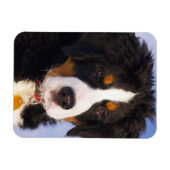 Berner Mountain Dog - Leuke Puppy Foto Magneet (Horizontaal)