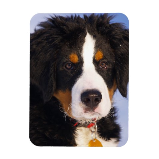 Berner Mountain Dog - Leuke Puppy Foto Magneet (Verticaal)