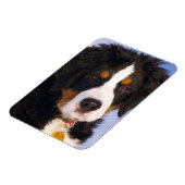 Berner Mountain Dog - Leuke Puppy Foto Magneet (Linkerzijde)