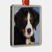 Berner Mountain Dog - Leuke Puppy Foto Metalen Ornament (Rechts)