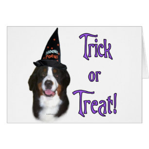 Berner Mountain Dog Trick