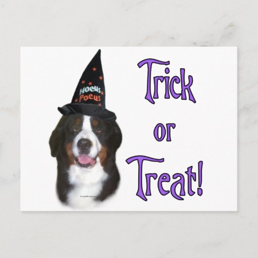 Berner Mountain Dog Trick Briefkaart (Voorkant)