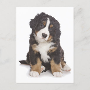 Berner Mountain Puppy Dog Blank Briefkaart