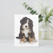 Berner Mountain Puppy Dog Blank Briefkaart (Staand voorkant)