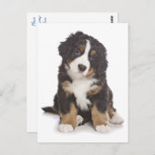 Berner Mountain Puppy Dog Blank Briefkaart (Voorkant / Achterkant)
