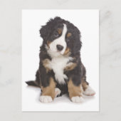Berner Mountain Puppy Dog Blank Briefkaart (Voorkant)
