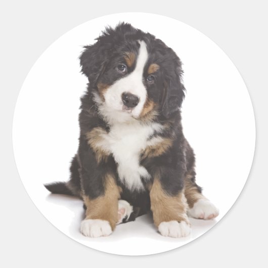 Berner Mountain Puppy Dog Sticker / zeehond (Voorkant)