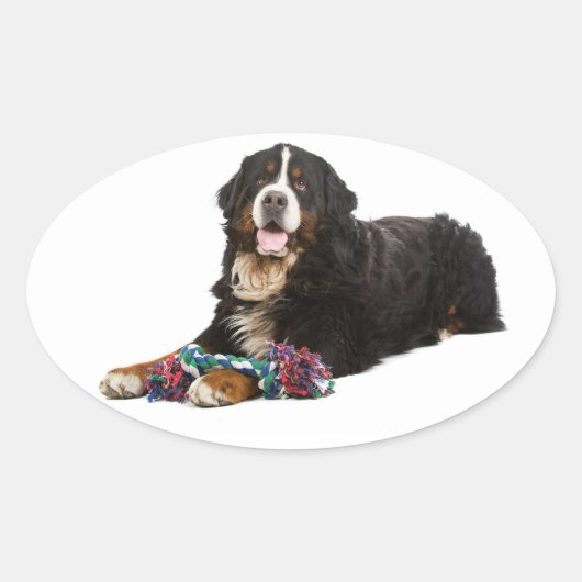 Berner Mountain Puppy Dog Sticker / zeehond (Voorkant)