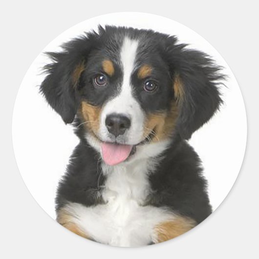 Berner Mountain Puppy Dog Sticker / zeehond (Voorkant)