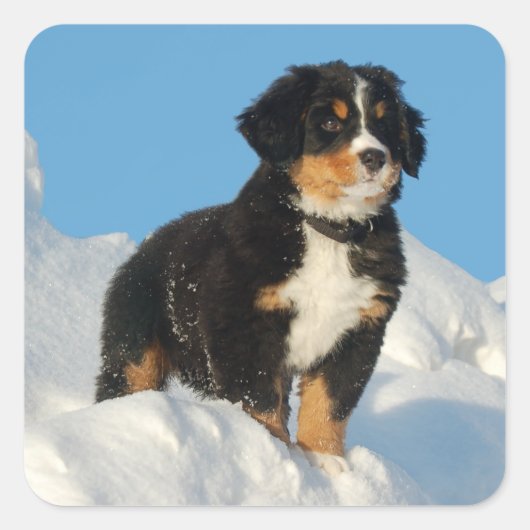 Berner Mountain Puppy Dog Sticker / zeehond (Voorkant)