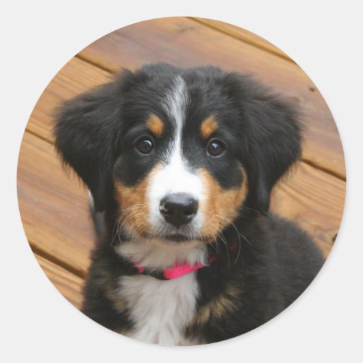 Berner Mountain Puppy Stickers (Voorkant)