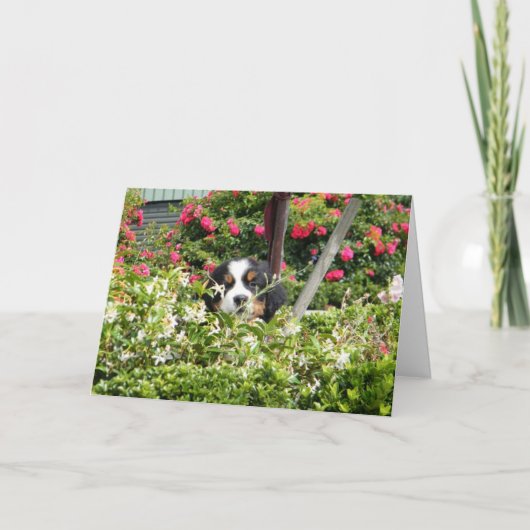 Berner Nation wenskaart Feestdagen Kaart (Voorkant)