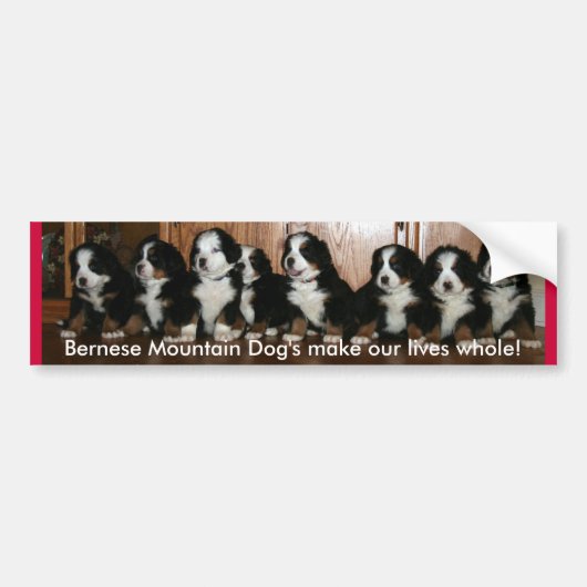 Berner Puppy-BUMPERS.. Bumpersticker (Voorkant)