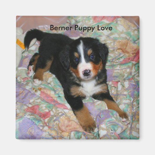 Berner Puppy Love Magnet (Voorkant)