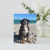 Berner Sennenhond Briefkaart (Staand voorkant)