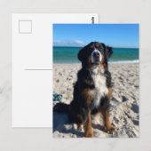 Berner Sennenhond Briefkaart (Voorkant / Achterkant)