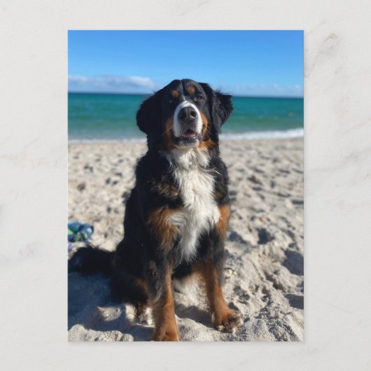 Berner Sennenhond Briefkaart (Voorkant)