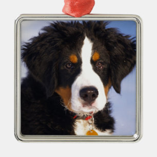Berner Sennenhond - Cute Puppy Foto Metalen Ornament