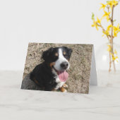 Berner Sennenhond Glimlach Kaart (Gele Bloem)