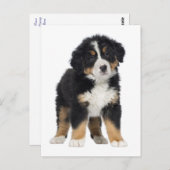 Berner Sennenhond Hallo, Liefde, Sorry, Dank je Briefkaart (Voorkant / Achterkant)