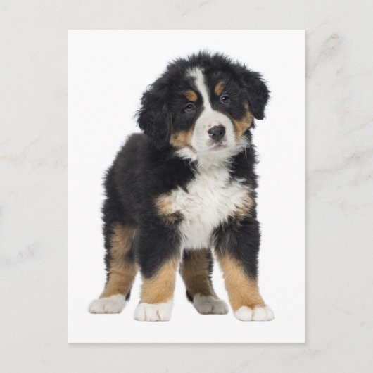 Berner Sennenhond Hallo, Liefde, Sorry, Dank je Briefkaart (Voorkant)