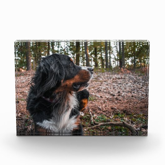 Berner Sennenhond in het bos Fotoblokken (Voorkant)