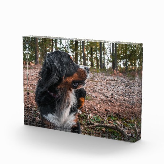 Berner Sennenhond in het bos Fotoblokken (Rechts)