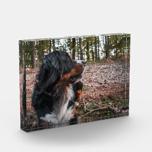 Berner Sennenhond in het bos Fotoblokken (Links)