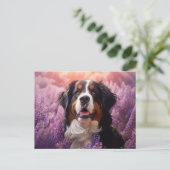 Berner Sennenhond in lavendel Briefkaart (Staand voorkant)