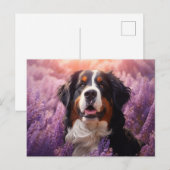 Berner Sennenhond in lavendel Briefkaart (Voorkant / Achterkant)