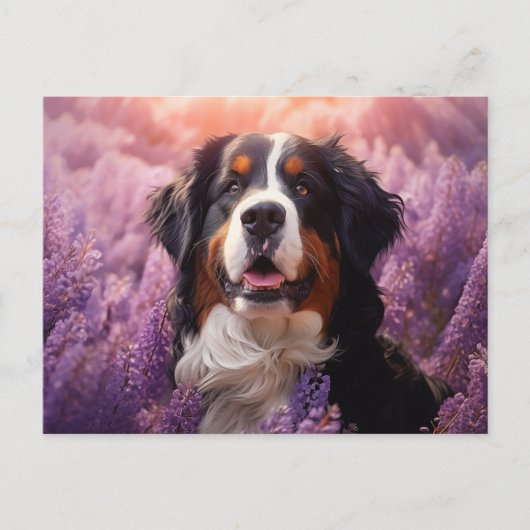 Berner Sennenhond in lavendel Briefkaart (Voorkant)