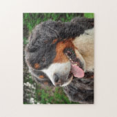 Berner Sennenhond. Legpuzzel (Verticaal)