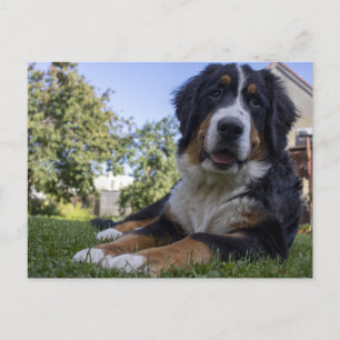 Berner Sennenhond legt tweede Briefkaart