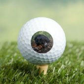 Berner Sennenhond liggend in bos Golfballen (Insitu Shirt)