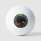 Berner Sennenhond liggend in bos Golfballen (Voorkant)