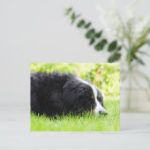 Berner Sennenhond liggend in het gras Briefkaart (Staand voorkant)