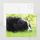 Berner Sennenhond liggend in het gras Briefkaart (Voorkant / Achterkant)