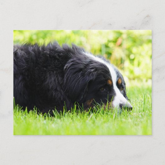 Berner Sennenhond liggend in het gras Briefkaart (Voorkant)