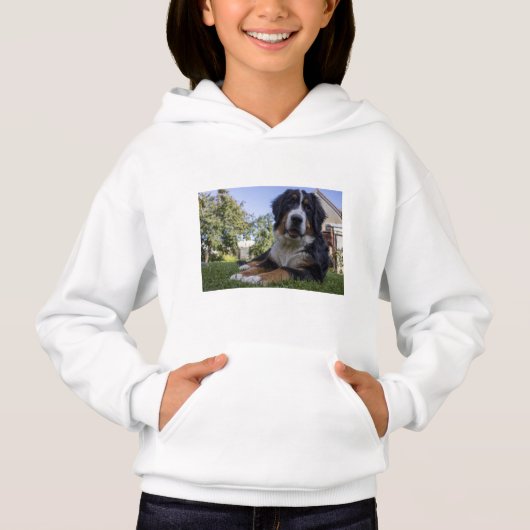 Berner Sennenhond ligt tweede (Voorkant)
