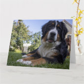 Berner Sennenhond ligt tweede Kaart (Gele Bloem)