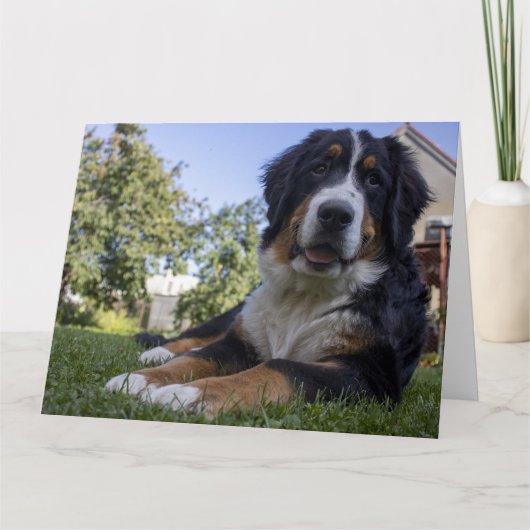 Berner Sennenhond ligt tweede Kaart (Voorkant)